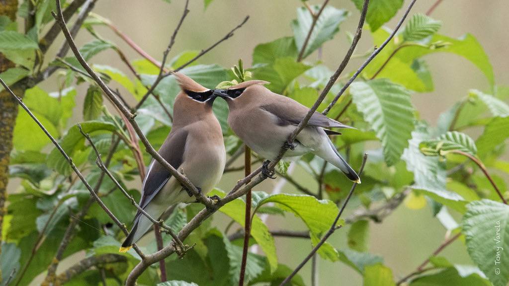 Cedar waxwing (Bombycilla cedrorum) by Tony Varela Photography is licensed under CC BY-NC 2.0
